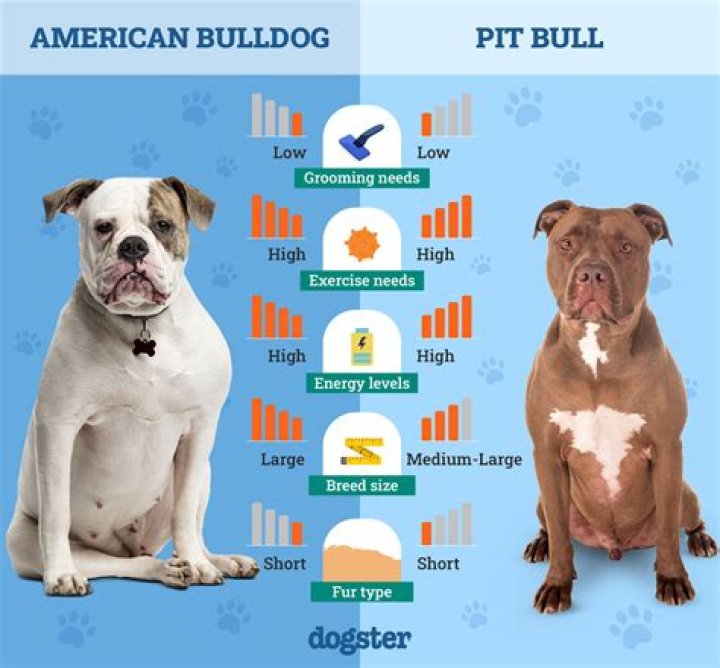 Are English bulldogs related to pit bulls?