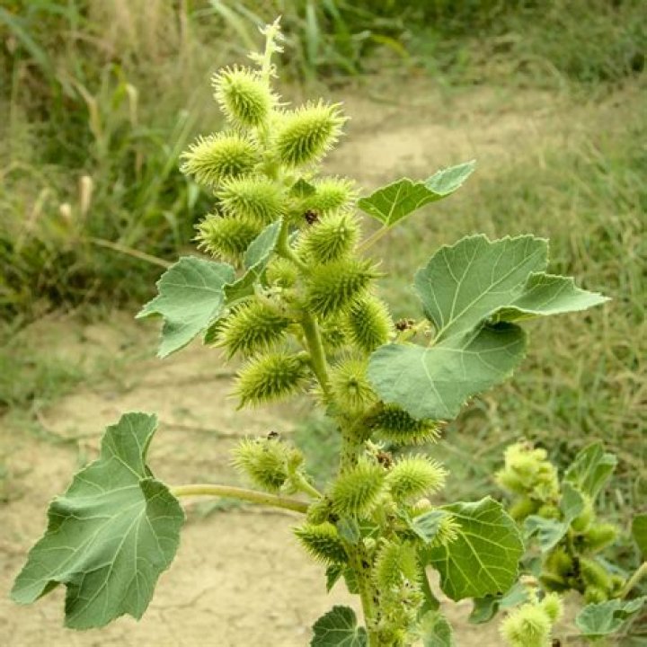 Are xanthium seeds dispersed?