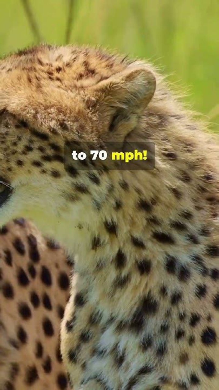 Can a cheetah roar?