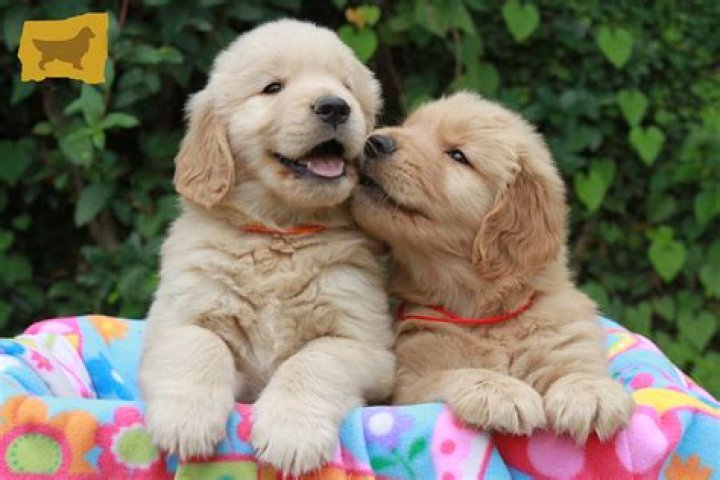 ¿Cuando le empieza a crecer el pelo a un golden retriever?