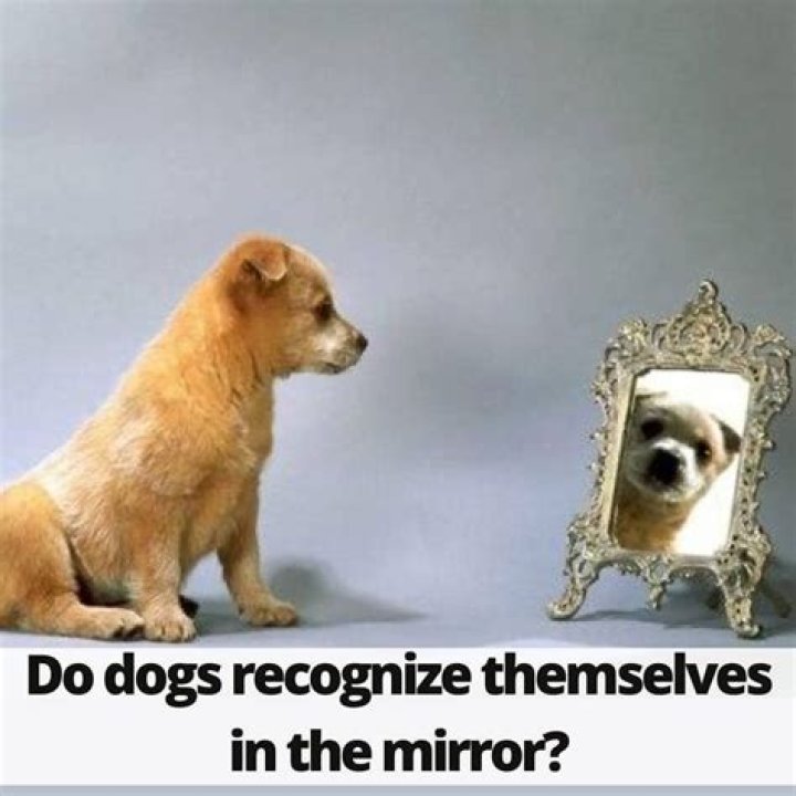 Do dogs recognize themselves in the mirror?