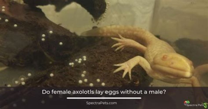 Do female Axolotls lay eggs without a male?
