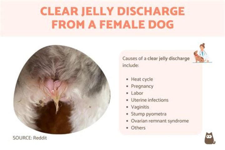 Do female dogs stop bleeding when they get older?