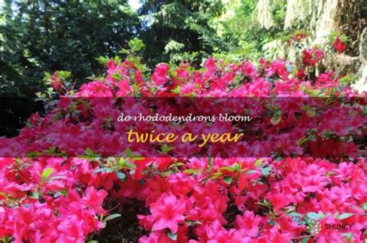 Do rhododendrons bloom twice a year?