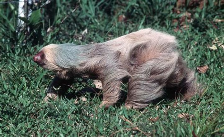 Do sloths make good pets?