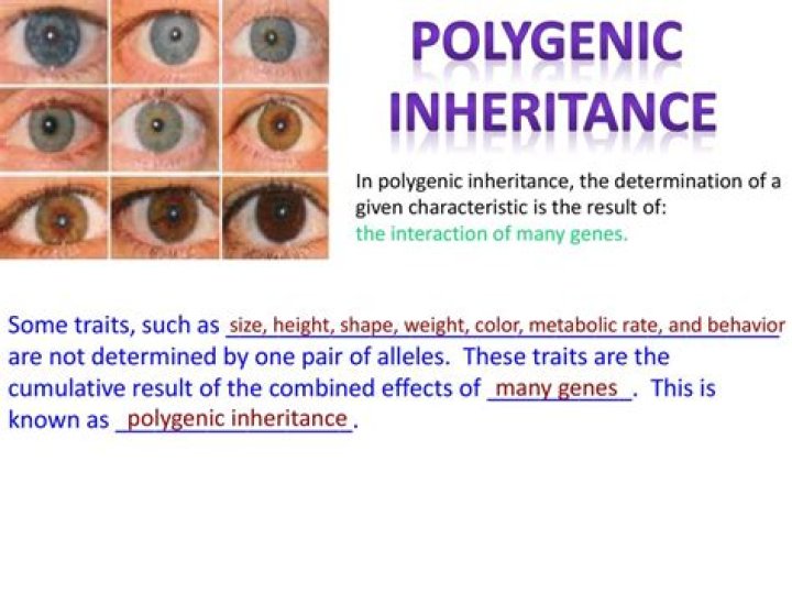 Does polygenic inheritance mean?