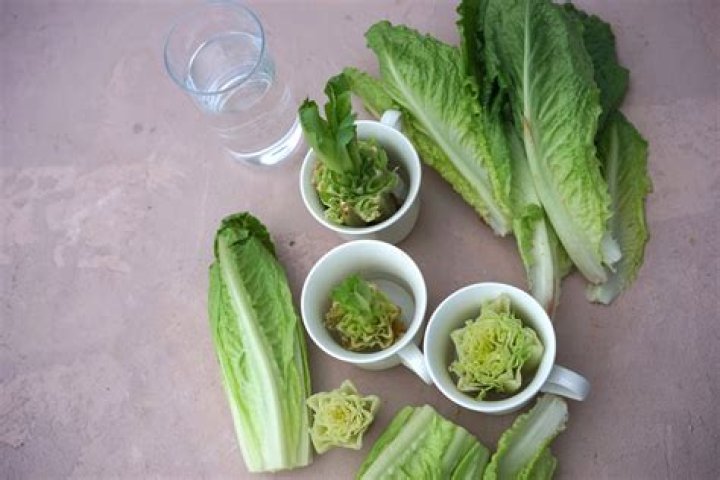 Does romaine lettuce come back every year?