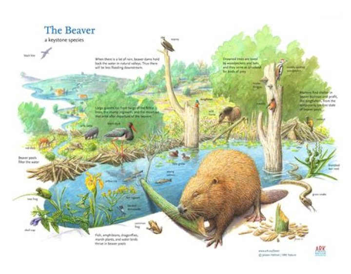 How beavers change the environment?
