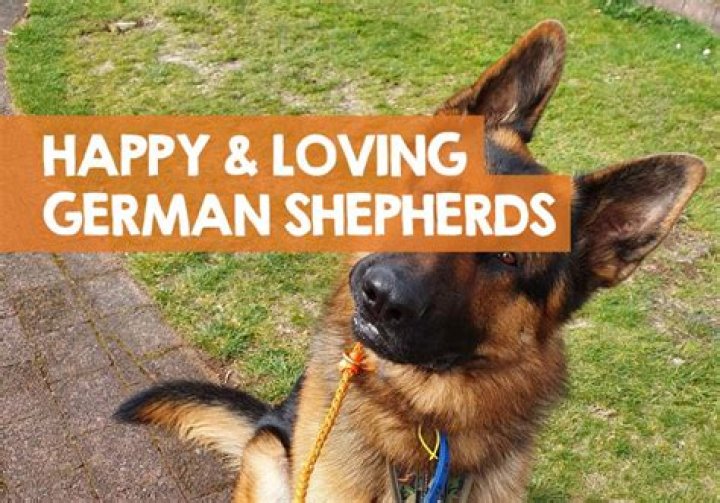 How do I know my German shepherd loves me?