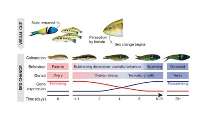 How do kobudai fish change gender?