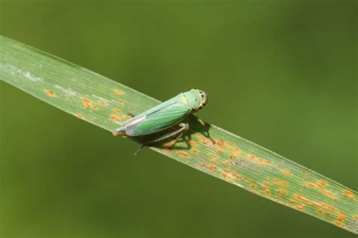 How do you get rid of leafhoppers?