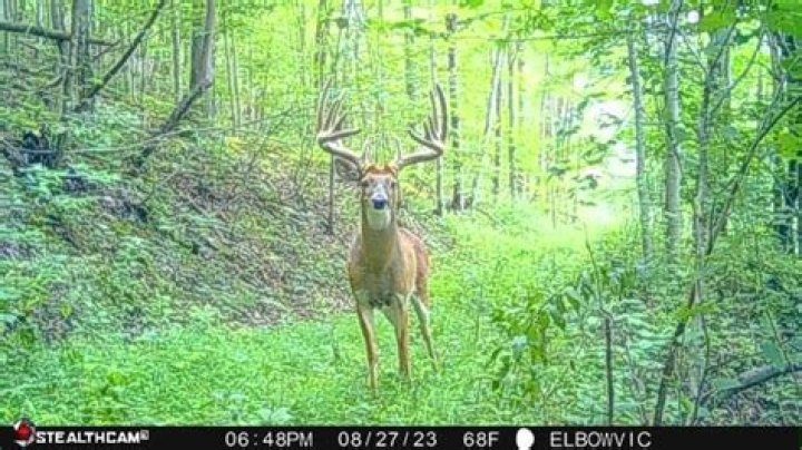 How do you look at pictures from a deer camera?