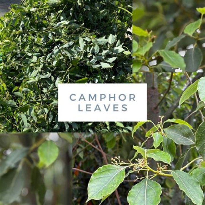 How is camphor made from plants?