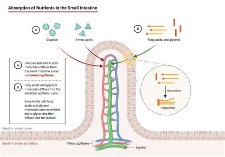 How is the absorptive surface of the small intestine enhanced?