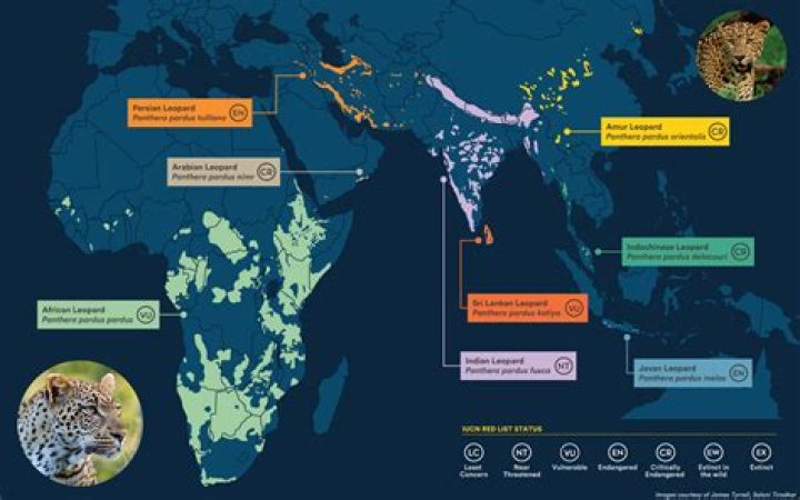How many African leopards are left in the world 2019?
