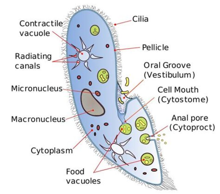 How small is the smallest Ciliate?
