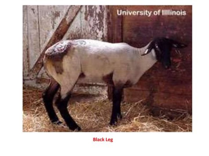 How to treat blackleg in sheep?