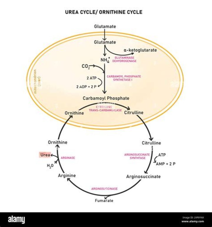 In ornithine cycle which waste are removed from the blood?