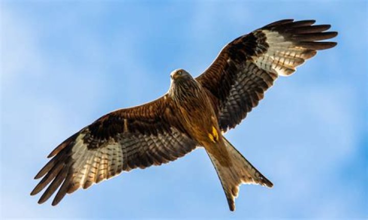 Is a red kite a hawk?