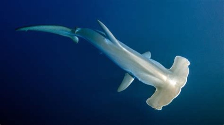 Is Hammerhead A maggia?
