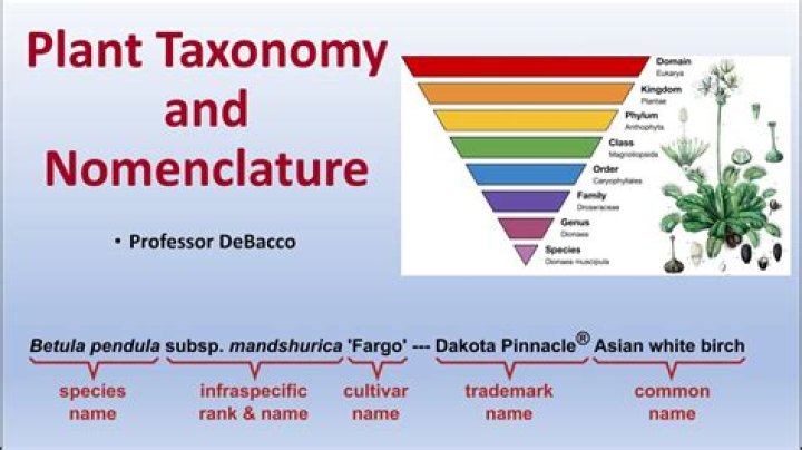 Is taxonomically a word?