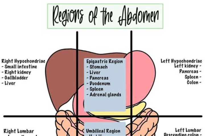 Is the appendix in the hypogastric region?