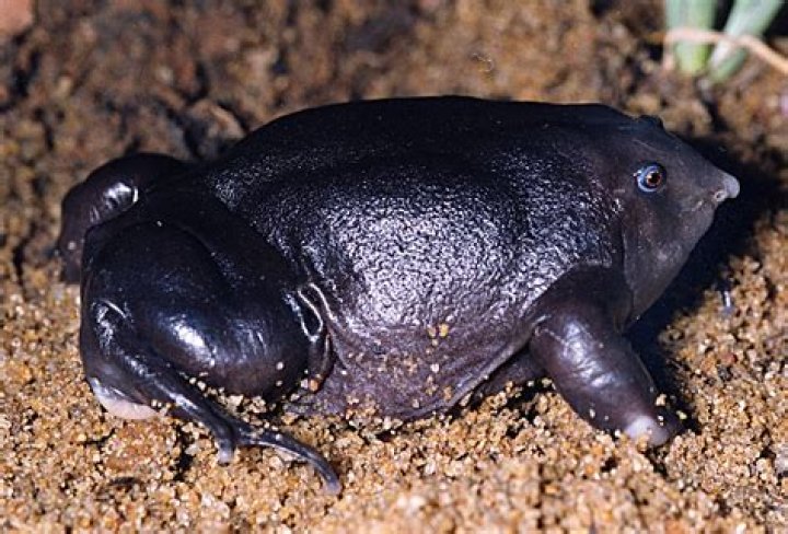Is the purple frog Endangered?