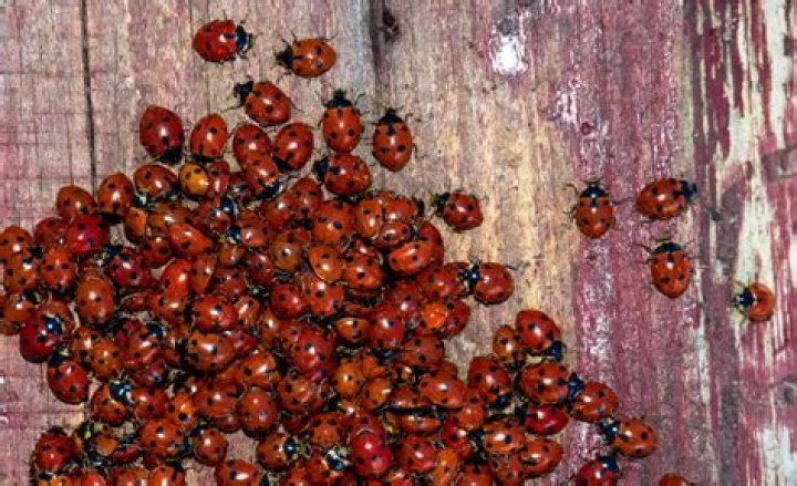 Should i kill black ladybirds?
