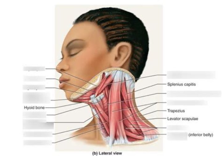 What is a bony landmark on the skull for the muscles of the neck?