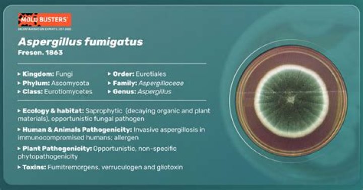 What is aspergillus fumigatus?