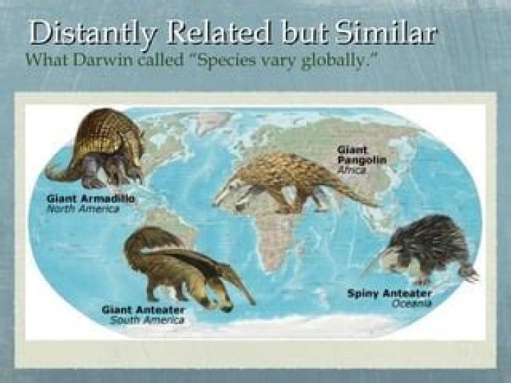What is distantly related to mean?