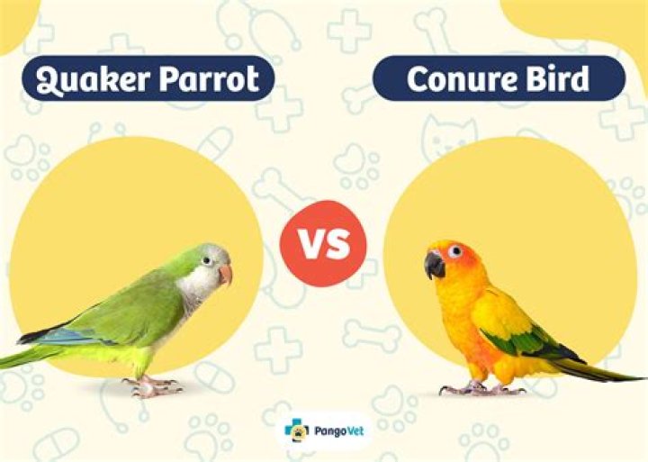 What is the difference between a conure and a Quaker parrot?