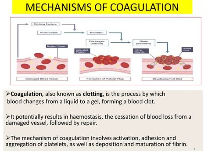 What is the liquid part of coagulated blood?