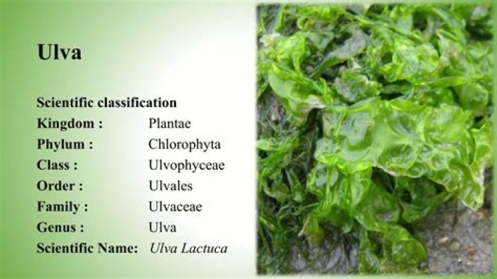 What kingdom does ulva lactuca belong to?