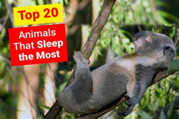 What the animal that sleeps the most?