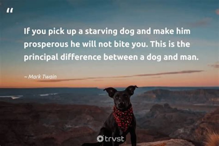 What to do when you find a starving dog?