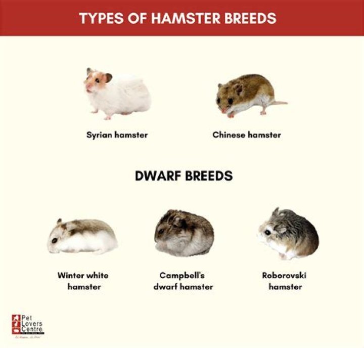 What type of hamster is best for me?