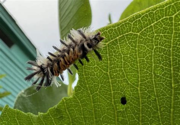 When to buy monarch caterpillars?