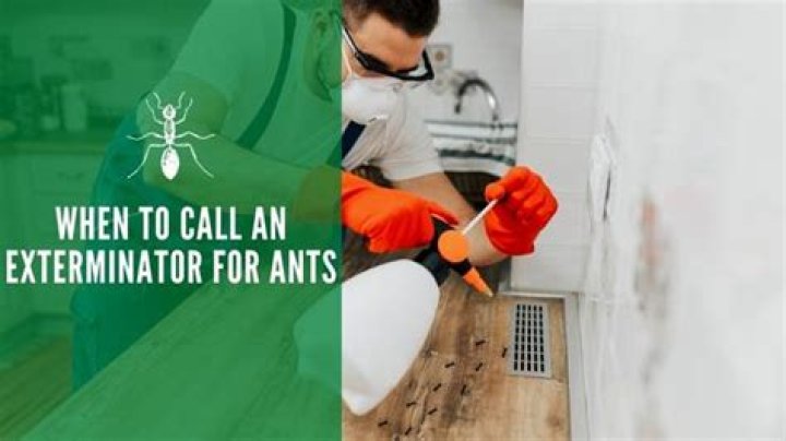 When to call exterminator for ants?