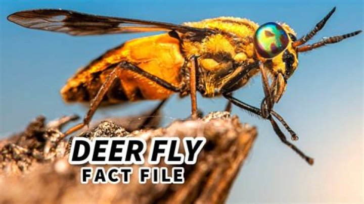 Where do deer flies come from?