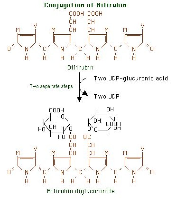 Which bilirubin is water soluble?