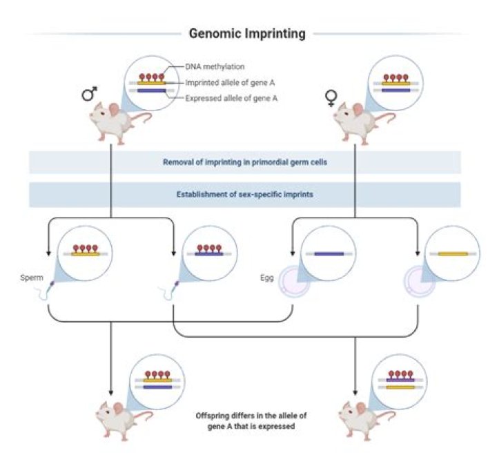 Which description is the best example of genomic imprinting?