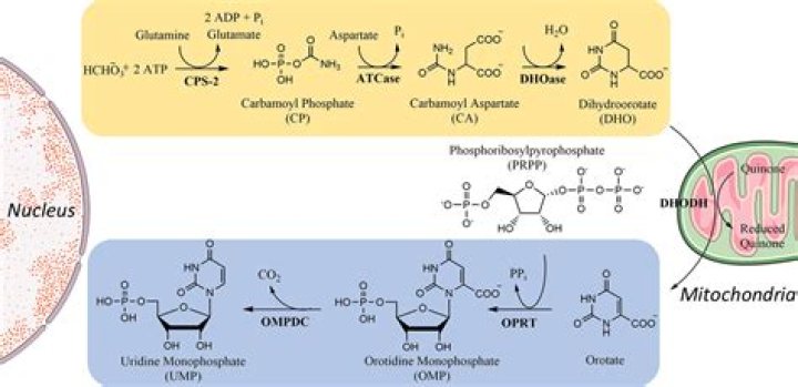 Which of the following is a component of uridine?