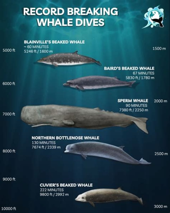 Who Discovered Beaked whales?