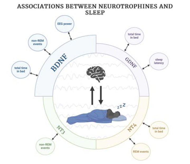 Why can we hear in our sleep?