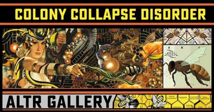 Why does colony collapse disorder happen?