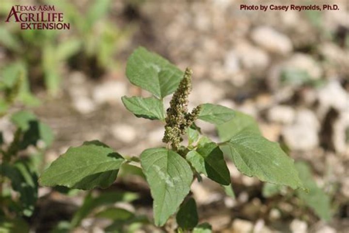 Why is it called pigweed?