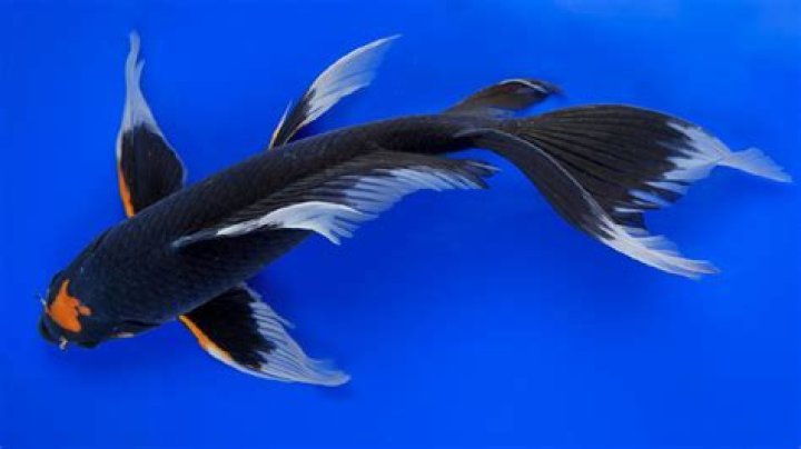 Will butterfly koi eat other fish?