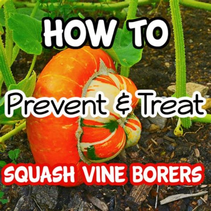 Will treflan kill squash?